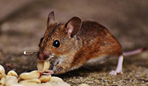 24 Hour & Emergency Exterminators in Fort Macon Coast Guard Base, NC